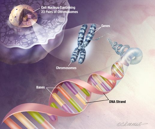 Illustration of the bases of DNA, a chromosome and the nucleus of a cell.