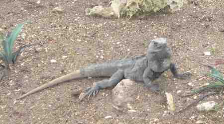 Gray iguana standing on the ground in Cancun