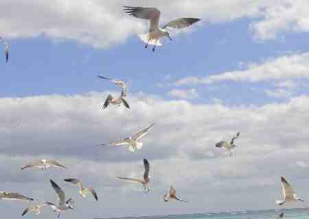 Random flight of Seagulls.