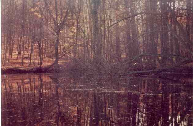 Lake with fallen trees and branches on the ground