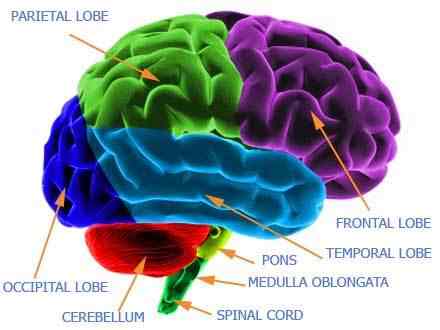 Illustrazione di parti del cervello umano con i colori.
