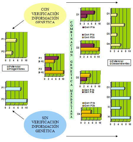 Schema delle possibilità del metodo di verifica dell'informazione genetica (LoVeInf) con combinazione mendeliana.