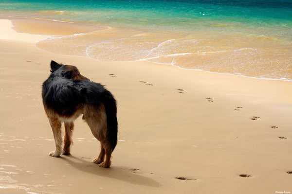 Un cane sulla spiaggia pensando