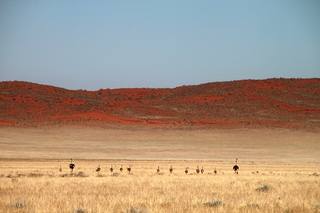 Uma família de avestruzes com pequenos avestruzes à distância em um campo plano com grama seca
