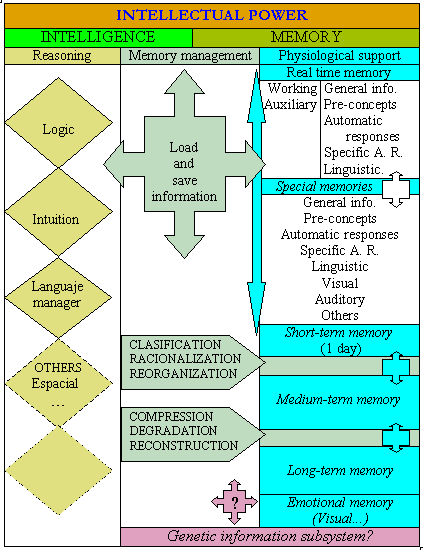 Scheme of the cognitive functions of the human brain of intelligence and memory.