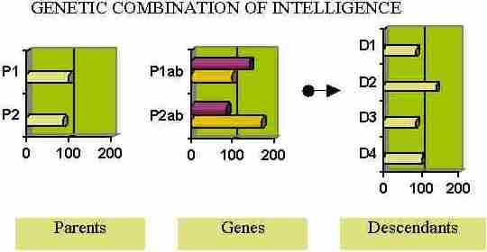 Scheme of the evolution of intelligence with Mendelian genetics and the Logical Verification of Information method (LoVeInf)