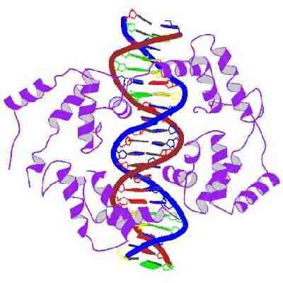 Ilustración en colores de la proteína HNF1a y ADN.