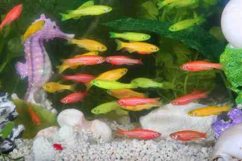 GloFish - geneticamente modificati. Danio rerio
