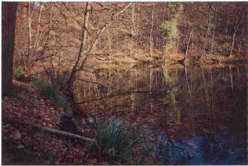 Il lago di  mostri circondato da alberi